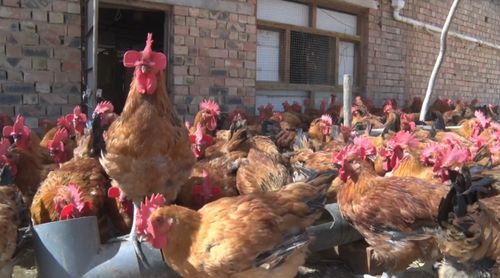 王光兵 養(yǎng)雞 啄 開幸福門