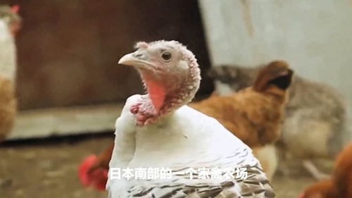 無人性 日本發(fā)現(xiàn)首例禽流感,捕殺40000只雞,知情人士透露真相