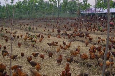 農村養(yǎng)殖什么賺錢快?這三個項目經常被提起