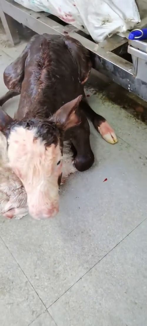 農村動物 家畜 動物隨手拍 家禽 養(yǎng)殖