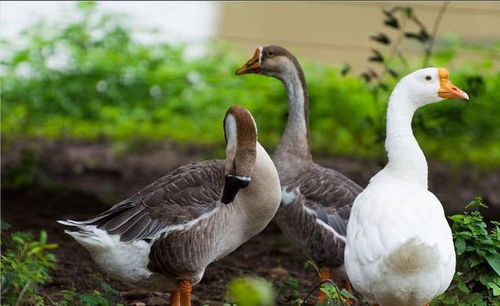 南部某鄉(xiāng)鎮(zhèn)大量家禽死亡,內臟發(fā)黑