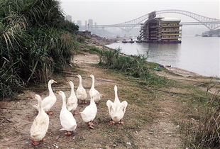 嚴禁飼養(yǎng)家畜 的橫幅旁竟然雞鴨成群