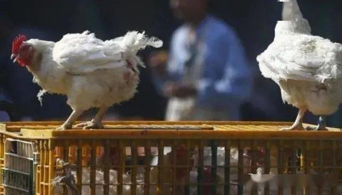 加拿大多地爆發(fā)禽流感 costco常見雞塊召回