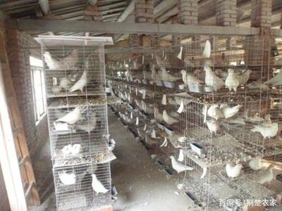 你們還在農(nóng)村養(yǎng)殖普通家禽嗎?快來看看這些更好的選擇吧