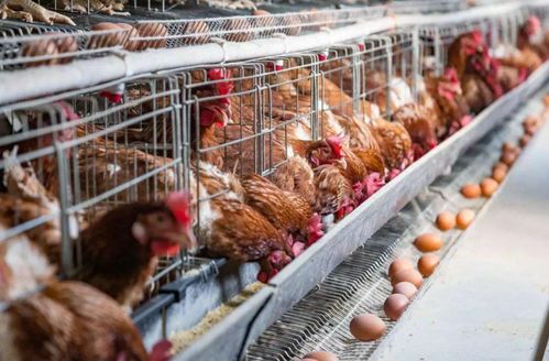 養(yǎng)雞場臭氣熏天怎么辦,這個方法安全又有效