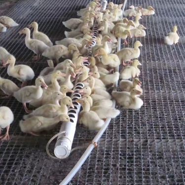 家禽養(yǎng)殖網(wǎng)