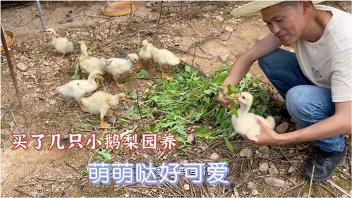 100塊買點(diǎn)鵝放梨園養(yǎng),養(yǎng)鵝不費(fèi)糧還能看園子,多養(yǎng)點(diǎn)能賺錢么