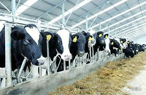 眉山農(nóng)業(yè)開大招 加快構(gòu)建 583 農(nóng)業(yè)產(chǎn)業(yè)體系,這份 實(shí)施意見 干貨滿滿