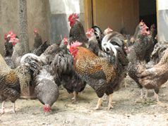 家禽 金鄉(xiāng)縣魯金養(yǎng)雞專業(yè)合作社