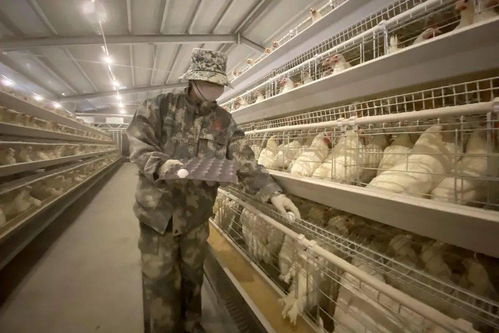 生產(chǎn)疫苗用的 胚胎蛋 可能來自永城這家企業(yè)