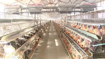 林匯家禽優(yōu)質(zhì)蛋雞養(yǎng)殖標(biāo)準(zhǔn)化示范區(qū)項(xiàng)目通過省級(jí)驗(yàn)收