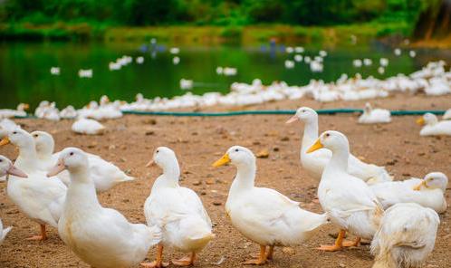 一只活鴨賣70元,變成烤鴨后卻只賣18元 背后究竟有何貓膩