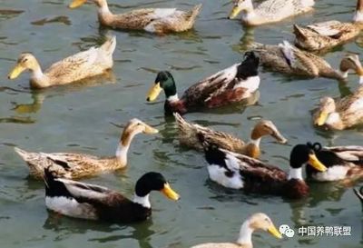 紹興麻鴨的養(yǎng)殖周期多長?一年能下多少蛋?_寵物_網(wǎng)