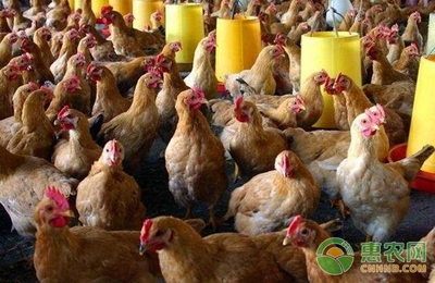 關(guān)于家禽養(yǎng)殖合理用藥的相關(guān)知識(shí)