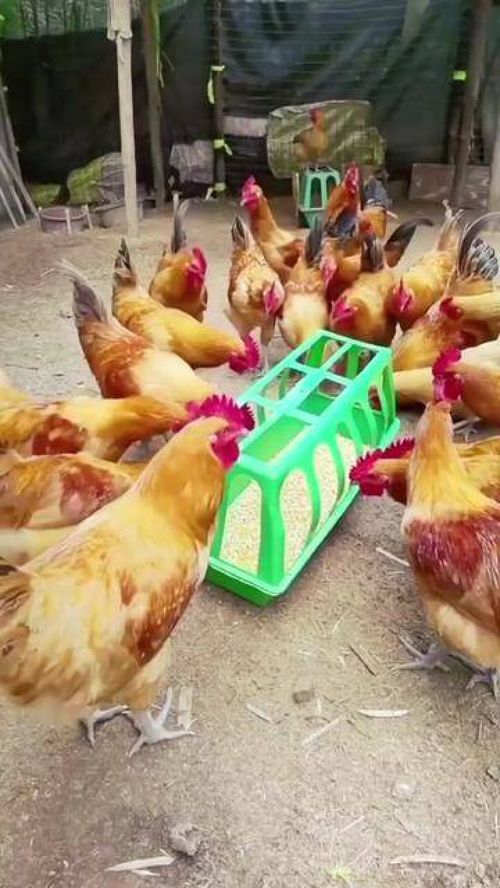 有養(yǎng)雞鴨鵝家禽的,可以用這個(gè)喂食槽,容量大,獨(dú)立開孔喂食,干凈衛(wèi)生 雞鴨鵝養(yǎng)殖 雞鴨鵝喂食槽 家禽養(yǎng)殖 養(yǎng)殖場(chǎng)專用