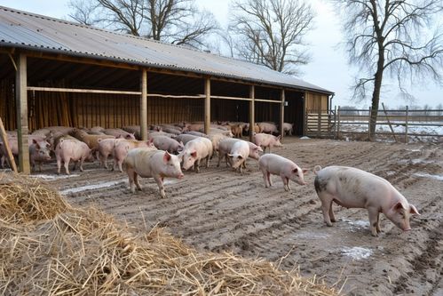 家禽家畜家豬養(yǎng)殖圖片 海報(bào) 下載至來源處
