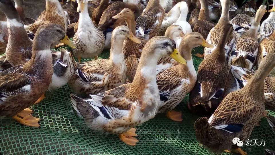 【家禽養(yǎng)殖】蛋鴨高效養(yǎng)殖管理技術(shù)要點(diǎn)_鴨群