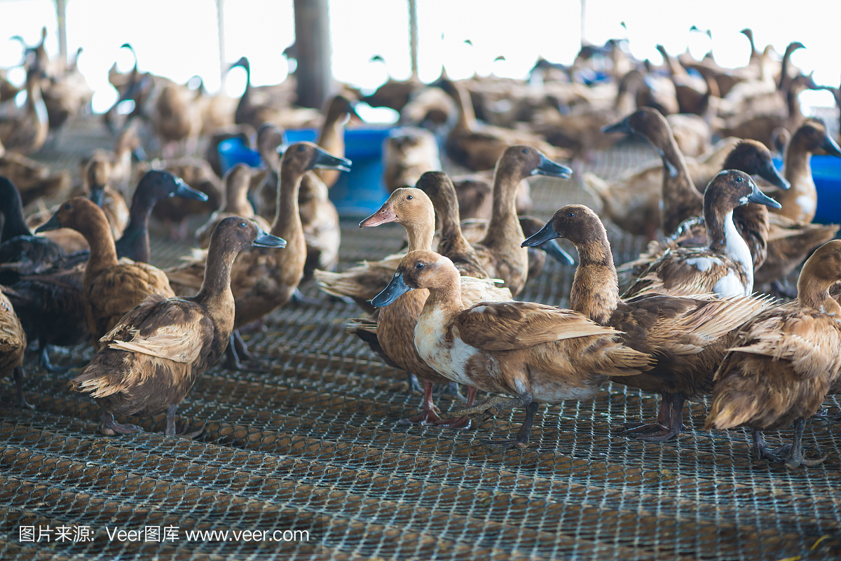 一群鴨子在農(nóng)場(chǎng)里,泰國的傳統(tǒng)農(nóng)業(yè)。