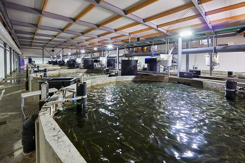 昕諾飛助力kingfish公司向環(huán)境友好型水產(chǎn)養(yǎng)殖企業(yè)加速轉(zhuǎn)型