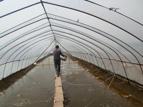 龍文白對(duì)蝦循環(huán)水養(yǎng)殖到哪可以學(xué)養(yǎng)殖技術(shù) 水產(chǎn)養(yǎng)殖行業(yè)領(lǐng)導(dǎo)者