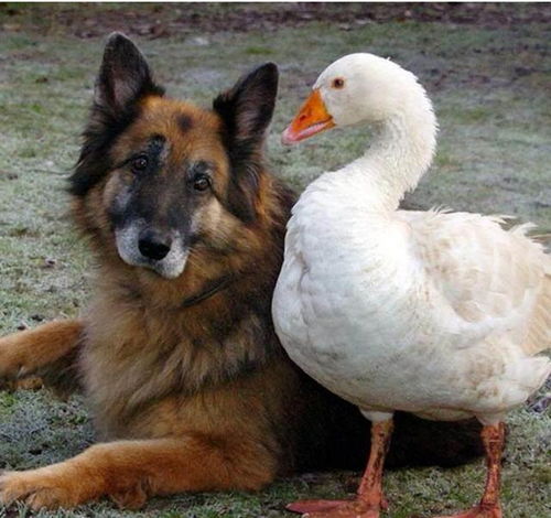 主人將狗狗與鵝混養(yǎng),卻萬萬沒想到,倆動(dòng)物竟然成好兄弟