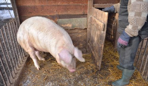 散養(yǎng)小豬出售前,又是揉肚子又是扯尾巴,豬販子 居心何在