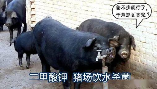 看到家禽養(yǎng)殖二甲酸鉀飲水酸化殺菌的益處,豬場(chǎng)安耐不住了