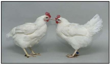 總編輯圈點(diǎn) 生物工程突破 基因編輯讓雞獲得禽流感抗性