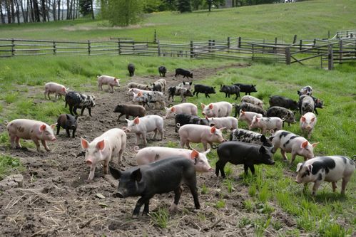 家禽家畜家豬飼養(yǎng)圖片 攝影圖