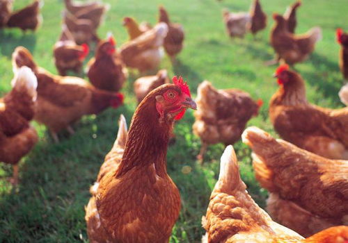 湖北襄陽恒森農(nóng)業(yè) 禽病防控新策略