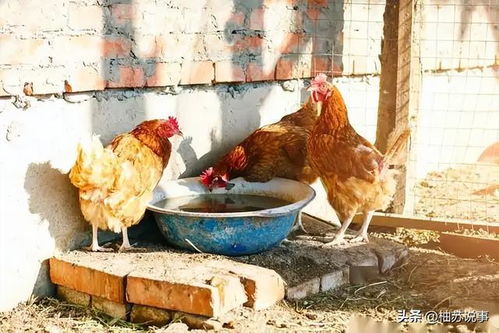 專家建議嚴(yán)查農(nóng)民在家私養(yǎng)家禽 農(nóng)民私養(yǎng)家禽,就是破壞農(nóng)村環(huán)境