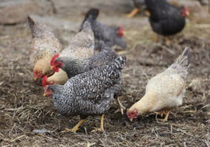 2019年養(yǎng)殖蟲子雞賺錢嗎 養(yǎng)殖前景如何