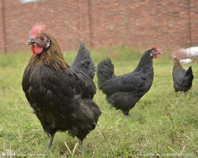雞腸炎用藥 雞腸炎的治療