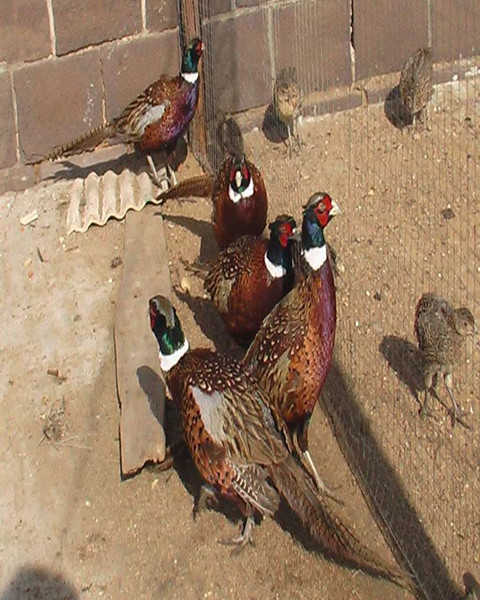 30枚七彩山雞蛋 綠殼蛋 新鮮野雞蛋 土雞蛋 草雞蛋 家禽蛋 散雞蛋 散養(yǎng)野雞蛋