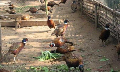 農(nóng)村什么養(yǎng)殖致富快