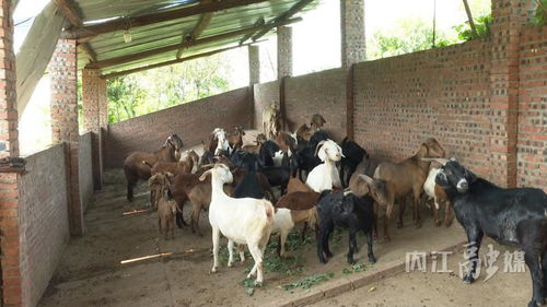 鄉(xiāng)村振興 內(nèi)江 小家禽養(yǎng)殖助農(nóng)增收