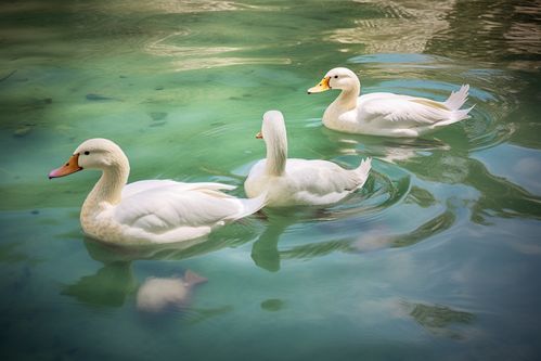 農(nóng)家生態(tài)養(yǎng)殖鴨子家禽動物攝影圖 攝影