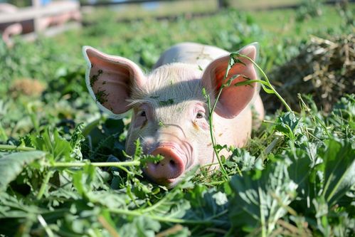 家禽家畜飼養(yǎng)豬圖片 攝影圖 下載至來源處