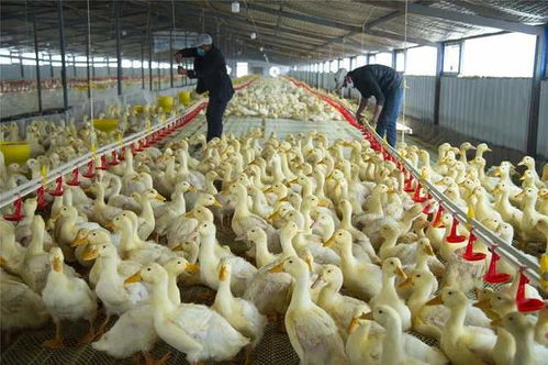 家禽養(yǎng)殖 肉鴨降料比,這6點你注意了嗎
