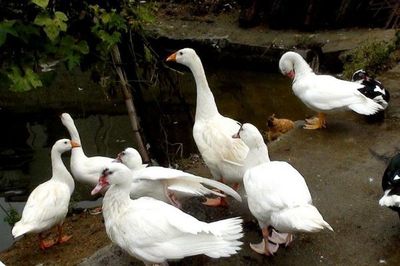 雞鴨鵝能混養(yǎng)嗎?養(yǎng)雞注意事項,別讓壞習(xí)慣,毀了你的養(yǎng)殖效益!