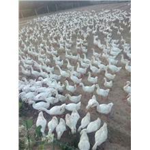 家禽養(yǎng)殖圖片大全_家禽養(yǎng)殖圖片_家禽養(yǎng)殖圖庫_一呼百應(yīng)