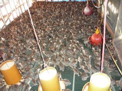 珍珠雞圖片|珍珠雞樣板圖|珍珠雞-馮氏家禽養(yǎng)殖