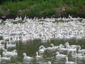 江蘇省華康良種家禽養殖場
