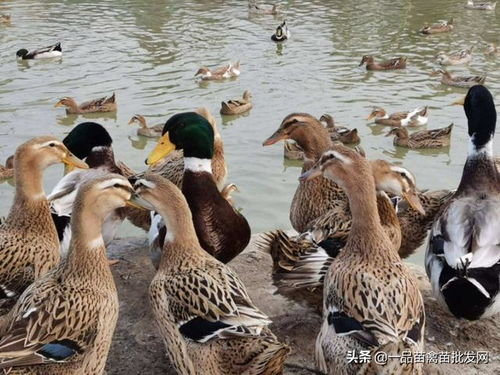 從這3個角度看2022年的家禽養殖業 值得期待