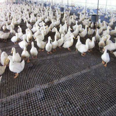 安徽安平拓林綠色攀爬網爬藤網山體防護鐵絲網綠化掛網鋼塑土工格柵