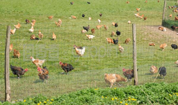 法國,布魯埃恩維辛的家禽養殖
