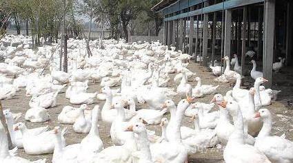 農民怎樣防治家禽生病?