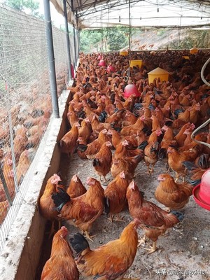 家禽養殖業市場低迷不賺錢,運用部分發酵飼料扭虧為盈