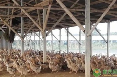 養鴨常見疾病如何防治以及措施是什么?