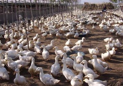 養殖行業持續高額利潤引發養殖過熱的現象_最新資訊_農業之友